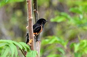 003 Warbler, American Redstart, 2023-05150997 Parker river NWR, MA